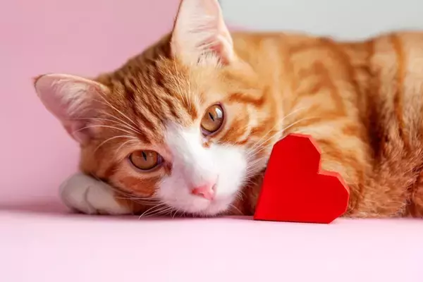ある日突然…？猫の心筋症は“静かに進行”する心臓の病気。早期発見のポイントは？【獣医師執筆】