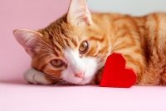 ある日突然…？猫の心筋症は“静かに進行”する心臓の病気。早期発見のポイントは？【獣医師執筆】