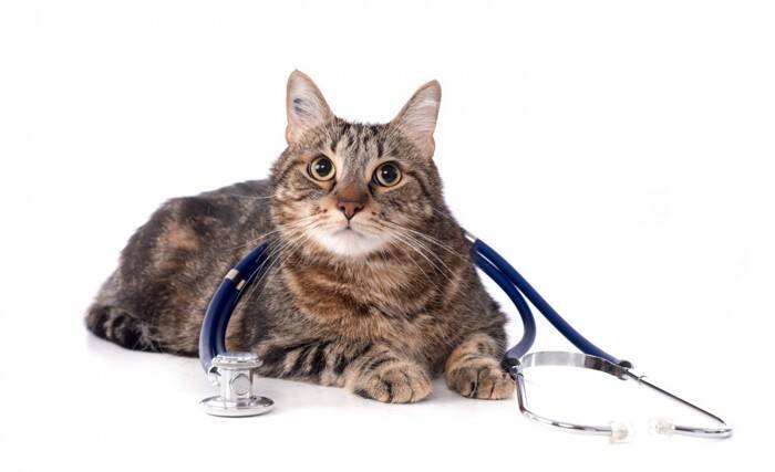 ある日突然…？猫の心筋症は“静かに進行”する心臓の病気。早期発見のポイントは？【獣医師執筆】