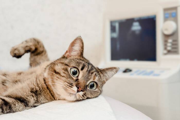ある日突然…？猫の心筋症は“静かに進行”する心臓の病気。早期発見のポイントは？【獣医師執筆】