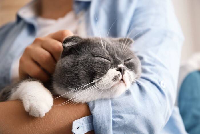 ある日突然…？猫の心筋症は“静かに進行”する心臓の病気。早期発見のポイントは？【獣医師執筆】
