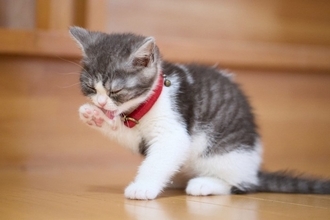 子猫が『1歳になるまで』にやっておきたいこと4つ　タイミングの目安や注意点も解説