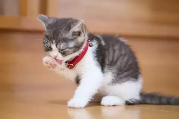 子猫が『1歳になるまで』にやっておきたいこと4つ　タイミングの目安や注意点も解説