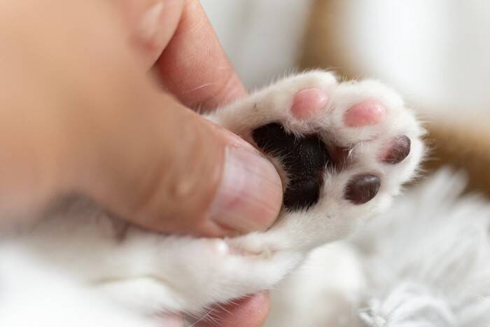 指が多く存在する『多指症の猫』にまつわる豆知識3つ　幸運を呼ぶとされているワケとは？