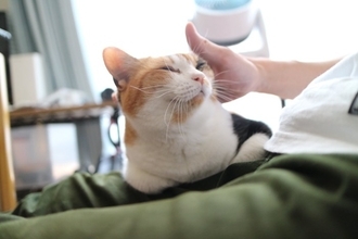 猫が『グゥ』と鳴くときの気持ち5選　隠されている意味や感情を見分けるポイントも