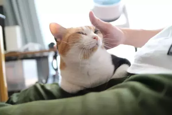 猫が『グゥ』と鳴くときの気持ち5選　隠されている意味や感情を見分けるポイントも