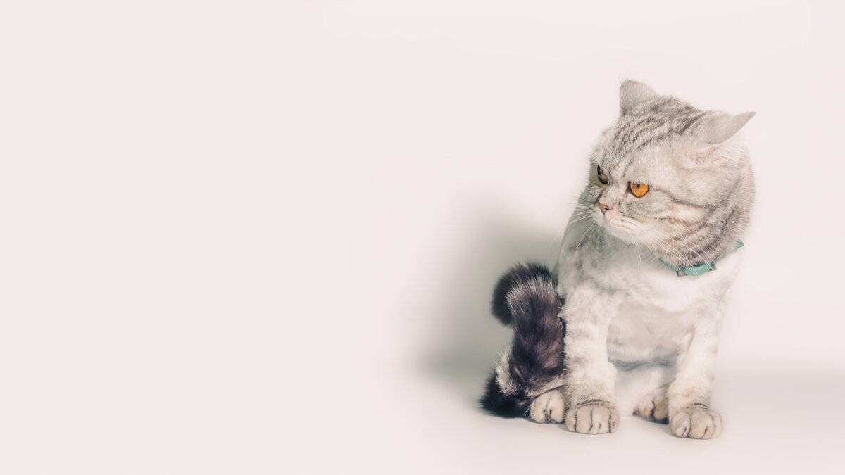 猫が『グゥ』と鳴くときの気持ち5選　隠されている意味や感情を見分けるポイントも