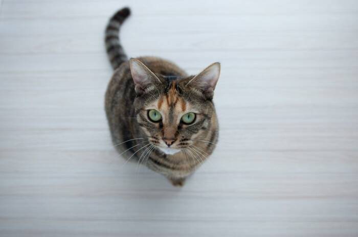 猫が『グゥ』と鳴くときの気持ち5選　隠されている意味や感情を見分けるポイントも