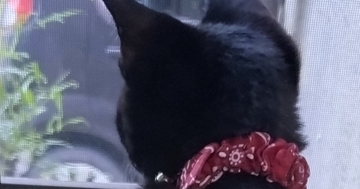 草刈りが気になる黒猫→落ちないように手を添えたら…思わず笑顔になる光景に4万いいね「信頼されてるねｗ」「う、腕がｗｗ」
