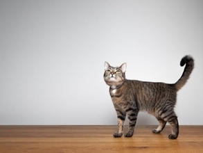 思わずゾクッとする『猫の奇妙な行動』3選　何かを感じ取っている？謎めいた仕草の理由とは