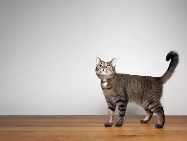 思わずゾクッとする『猫の奇妙な行動』3選　何かを感じ取っている？謎めいた仕草の理由とは