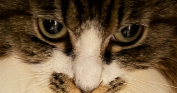 来客に驚いて逃げた猫→様子を見に行くと…『まさかの場所』に入っていた光景に「ほぼ出てるｗｗ」「大丈夫、見えてないよｗ」と爆笑の声続出