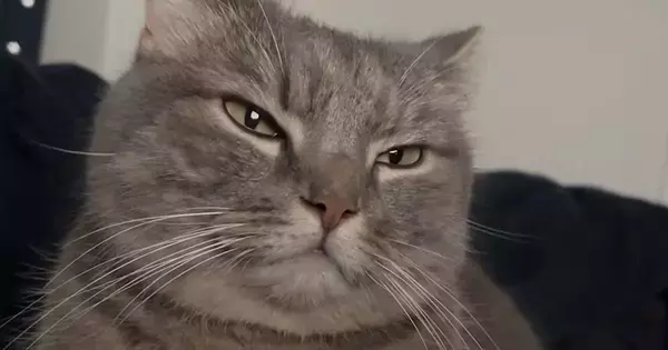 パパと一緒に『ベッドでくつろぎ始めた猫』→手を目の前に出されると…尊すぎる光景に「マジ愛おしい」「キュンキュンするわ」と悶絶の声続出