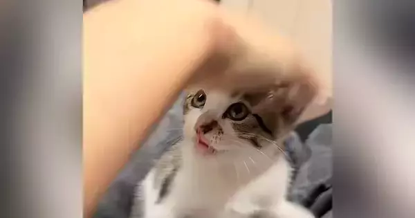 生後2か月の保護子猫の頭を撫でようとしたら…まさかの『拒否の仕方』が147万再生「笑ったらあかんｗ」「異次元の可愛さｗ」