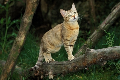 ヤマネコっぽい猫種 性格も野性的?
