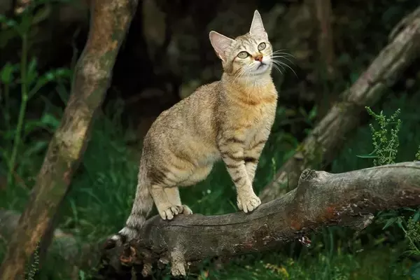 ワイルドな魅力いっぱいの『ヤマネコっぽい猫種』5選　性格もやっぱり野性的？性格や特徴を解説