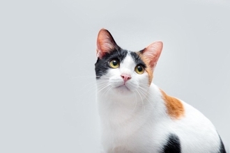 『和猫』と『洋猫』何が違うか、知っていますか？それぞれの定義と違うポイント