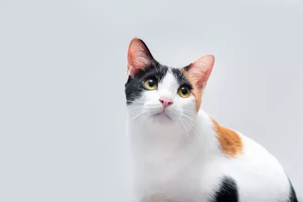 『和猫』と『洋猫』何が違うか、知っていますか？それぞれの定義と違うポイント