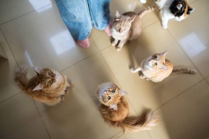 『和猫』と『洋猫』何が違うか、知っていますか？それぞれの定義と違うポイント