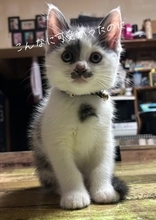 ほわほわの『天使のような赤ちゃん猫』が成長した結果→飼い主『え？』…笑撃のビフォーアフターが66万再生「貫禄出てきてｗ」「迫力あるねｗ」