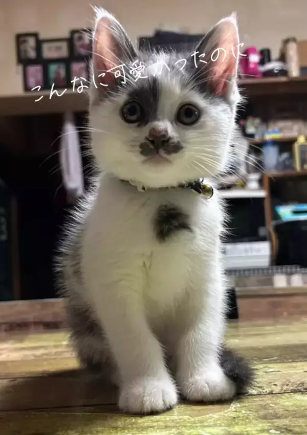 ほわほわの『天使のような赤ちゃん猫』が成長した結果→飼い主『え？』…笑撃のビフォーアフターが66万再生「貫禄出てきてｗ」「迫力あるねｗ」
