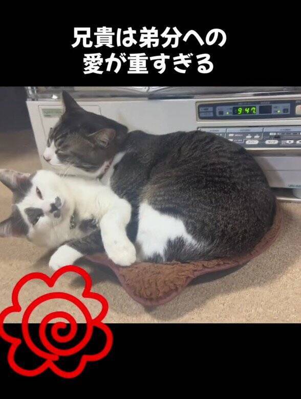 ほわほわの『天使のような赤ちゃん猫』が成長した結果→飼い主『え？』…笑撃のビフォーアフターが66万再生「貫禄出てきてｗ」「迫力あるねｗ」