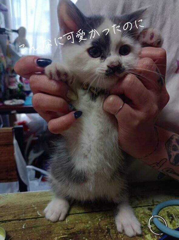 ほわほわの『天使のような赤ちゃん猫』が成長した結果→飼い主『え？』…笑撃のビフォーアフターが66万再生「貫禄出てきてｗ」「迫力あるねｗ」