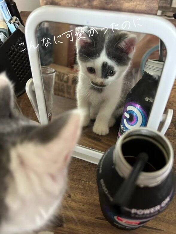 ほわほわの『天使のような赤ちゃん猫』が成長した結果→飼い主『え？』…笑撃のビフォーアフターが66万再生「貫禄出てきてｗ」「迫力あるねｗ」