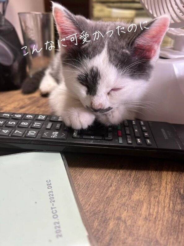 ほわほわの『天使のような赤ちゃん猫』が成長した結果→飼い主『え？』…笑撃のビフォーアフターが66万再生「貫禄出てきてｗ」「迫力あるねｗ」