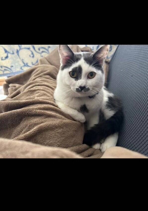 ほわほわの『天使のような赤ちゃん猫』が成長した結果→飼い主『え？』…笑撃のビフォーアフターが66万再生「貫禄出てきてｗ」「迫力あるねｗ」