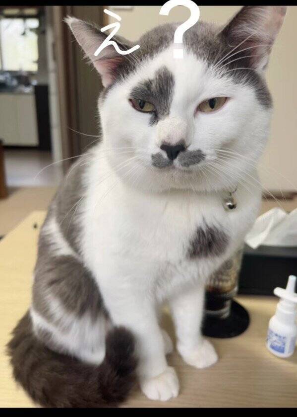 ほわほわの『天使のような赤ちゃん猫』が成長した結果→飼い主『え？』…笑撃のビフォーアフターが66万再生「貫禄出てきてｗ」「迫力あるねｗ」