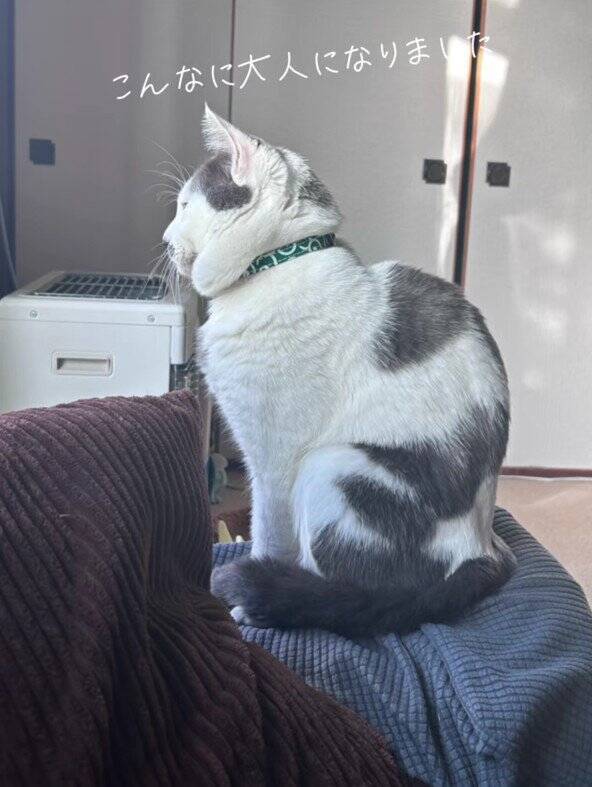 ほわほわの『天使のような赤ちゃん猫』が成長した結果→飼い主『え？』…笑撃のビフォーアフターが66万再生「貫禄出てきてｗ」「迫力あるねｗ」