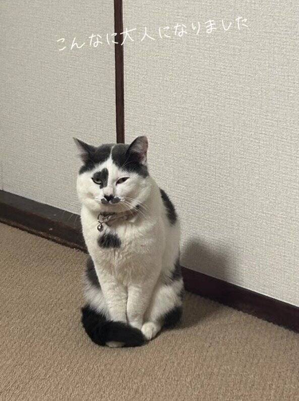 ほわほわの『天使のような赤ちゃん猫』が成長した結果→飼い主『え？』…笑撃のビフォーアフターが66万再生「貫禄出てきてｗ」「迫力あるねｗ」