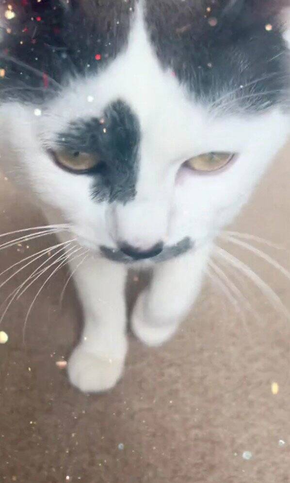 ほわほわの『天使のような赤ちゃん猫』が成長した結果→飼い主『え？』…笑撃のビフォーアフターが66万再生「貫禄出てきてｗ」「迫力あるねｗ」