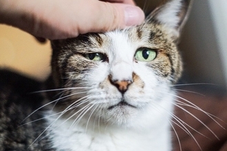 猫に『この人信用できニャイ』と思われる残念な人の特徴4選　こういうところが猫に嫌われる！