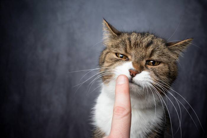 猫に指先を近付けると『ニオイを嗅ぐ』3つの理由　行動の意味や心理を知って絆を深めよう