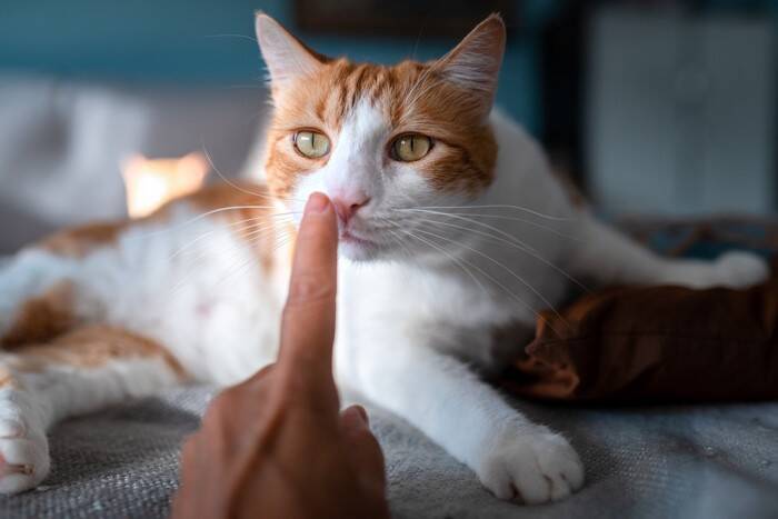 猫に指先を近付けると『ニオイを嗅ぐ』3つの理由　行動の意味や心理を知って絆を深めよう