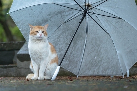 猫が『雨の日』にたくさん寝る理由4つ　本能が関係している？意外な原因をご紹介