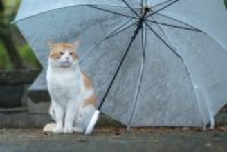猫が『雨の日』にたくさん寝る理由4つ　本能が関係している？意外な原因をご紹介