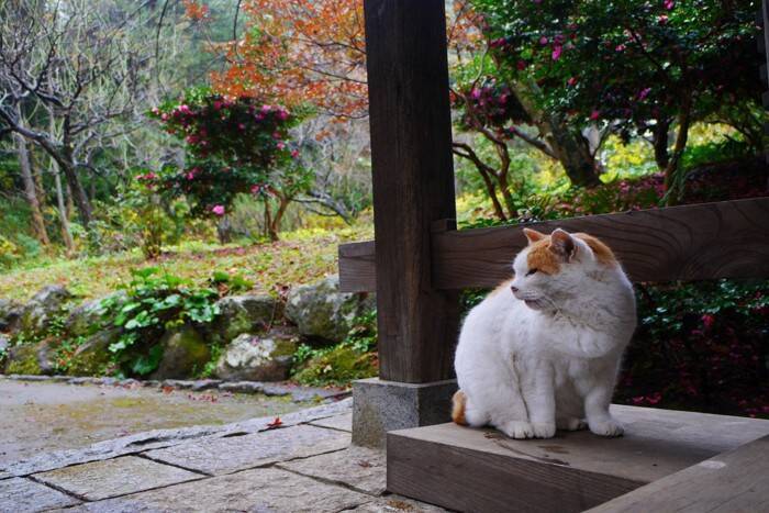 猫が『雨の日』にたくさん寝る理由4つ　本能が関係している？意外な原因をご紹介