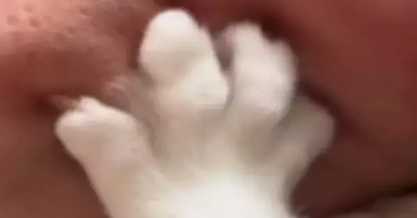 腕に甘えてきたネコ→爪を出して『コネコネ』ともみ始めて…1585万再生された『笑撃の光景』に「がんばれｗｗ」「可愛いより痛そうが勝つｗ」