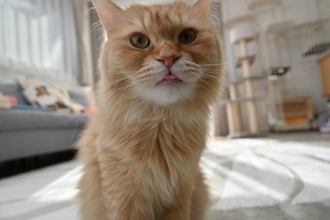 猫が『舌を出し続けている』ときの原因5つ　可愛いだけではない？病気のサインも解説