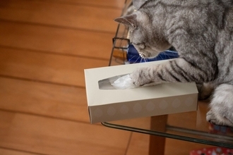 猫が『ティッシュ』に興味を示す理由3つ　イタズラの危険性から対処法まで解説
