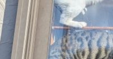 ゴミ捨てから帰ってくると、２匹の猫が『窓際』で…まさかの『くつろぎ方』に２万いいね「天日干しみたいｗ」「難易度高めのシンクロｗ」