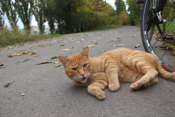 「大学猫たち」排除の方針に対し、猫愛が深い学生らが「抗議のキャンペーン」を展開中　米国