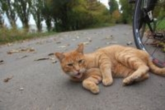 「大学猫たち」排除の方針に対し、猫愛が深い学生らが「抗議のキャンペーン」を展開中　米国