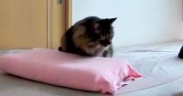 『見守りカメラ』を見ていたら、『愛猫』が…完全に『猫をサボっている瞬間』に１万いいね「カメラ回ってるよｗ」「完全に気を抜いてる」