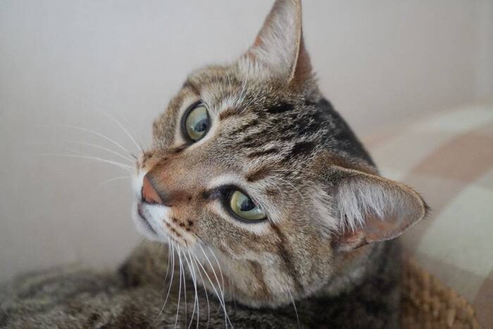 猫が『難聴』になってしまう原因4つ　見分けるためのポイントや飼い主にできること
