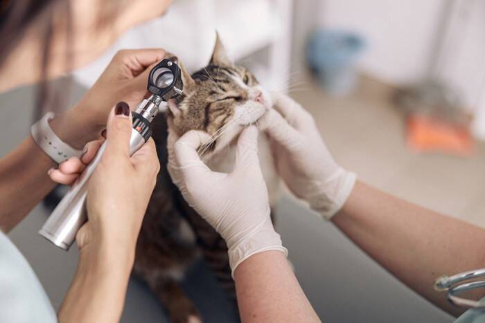 猫が『難聴』になってしまう原因4つ　見分けるためのポイントや飼い主にできること