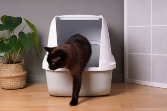 猫の『ウンチ』から健康チェックする方法5つ　病気の可能性や異変を感じたときの対処法も解説